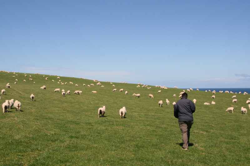 Nieuw-Zeeland 2011 - 1794